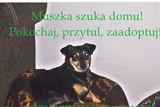 Muszka to maleńka sunia, która szuka spokojnego domu!