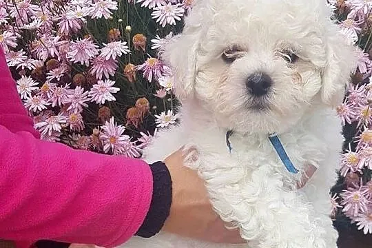 szczenięta bichon frise z rodowodem FCI po importach ,, Kujawsko-pomorskie, Bydgoszcz