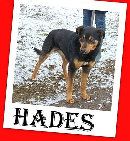 Hades-duży,przyjazny,spokojny,łagodny pies.ADOPCJA