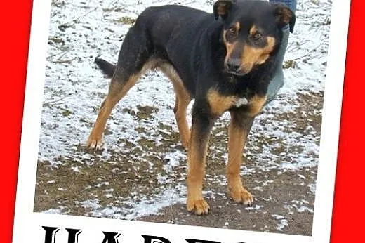 Hades-duży,przyjazny,spokojny,łagodny pies.ADOPCJA, śląskie Katowice