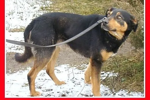 Hades-duży,przyjazny,spokojny,łagodny pies.ADOPCJA