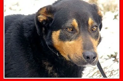 Hades-duży,przyjazny,spokojny,łagodny pies.ADOPCJA