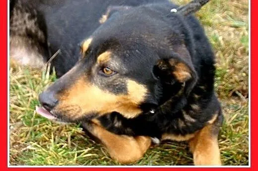Hades-duży,przyjazny,spokojny,łagodny pies.ADOPCJA
