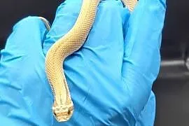Heterodon Superconda