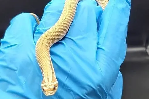 Heterodon Superconda