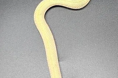 Heterodon Superconda, Śląskie, Bytom