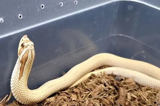 Heterodon Superconda, Śląskie, Bytom