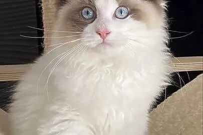 Piękny kocurek Ragdoll gotowy do odbioru z rodoeodem FPL, Lubuskie, Szprotawa