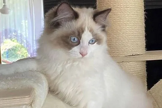 Piękny kocurek Ragdoll gotowy do odbioru z rodoeodem FPL, Lubuskie, Szprotawa