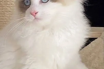 Piękny kocurek Ragdoll gotowy do odbioru z rodoeodem FPL, Lubuskie, Szprotawa