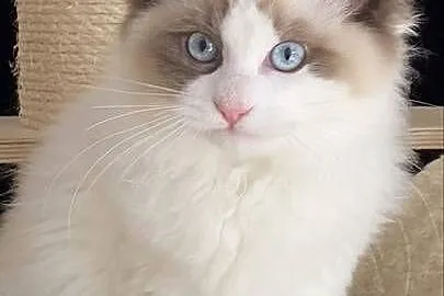 Piękny kocurek Ragdoll gotowy do odbioru z rodoeodem FPL, Lubuskie, Szprotawa