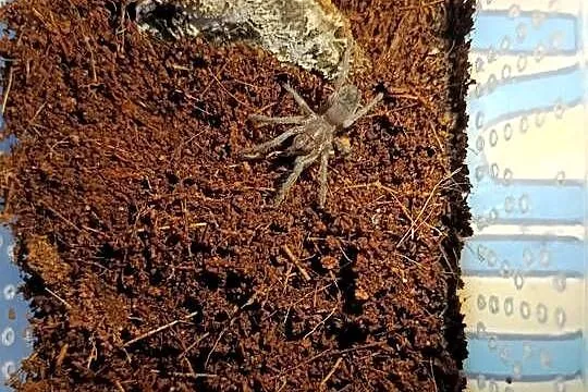 Ptasznik Lasiodora Striatipes