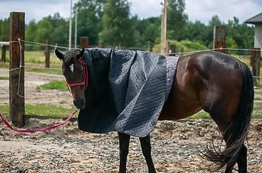 Klacz na sprzedaż, , 