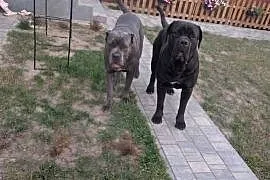 Szczeniaki Cane Corso