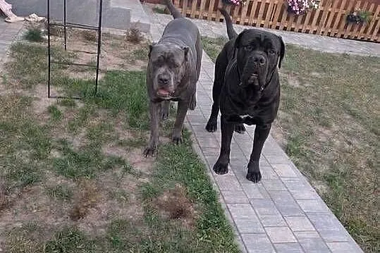 Szczeniaki Cane Corso