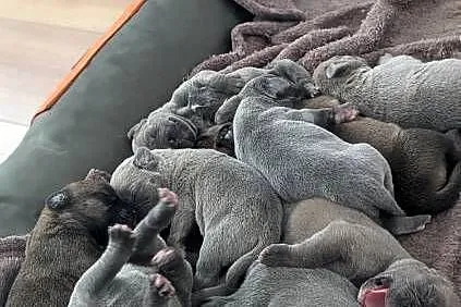 Szczeniaki Cane Corso, Mazowieckie, Wiskitki