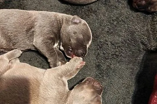 Szczeniaki Cane Corso, Mazowieckie, Wiskitki