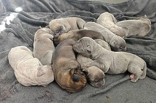 Szczeniaki Cane Corso, Mazowieckie, Wiskitki
