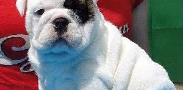 Szczenięta Buldog angielski dla przyjęcia