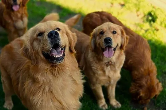 Szczeniak Golden Retriever
