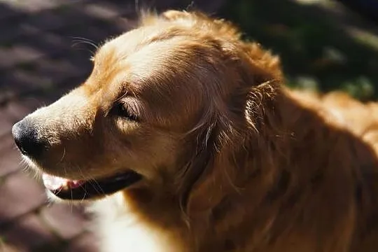 Szczeniak Golden Retriever, Podkarpackie, Rzeszów