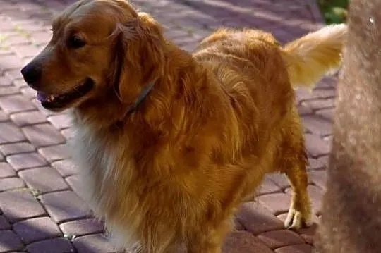 Szczeniak Golden Retriever, Podkarpackie, Rzeszów