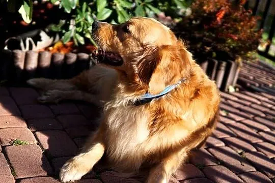 Szczeniak Golden Retriever, Podkarpackie, Rzeszów