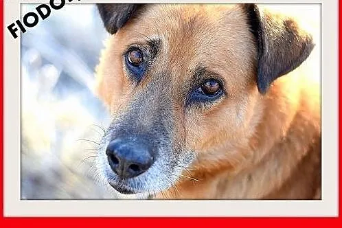 FIODOR, 40kg,duży,spokojny pies do adopcji,  małopolskie Kraków