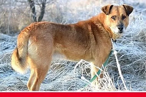 FIODOR, 40kg,duży,spokojny pies do adopcji,  małop
