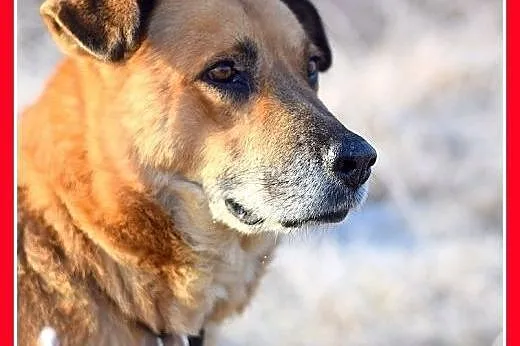 FIODOR, 40kg,duży,spokojny pies do adopcji,  małop