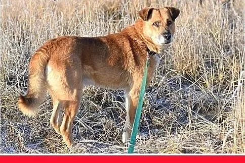 FIODOR, 40kg,duży,spokojny pies do adopcji,  małop