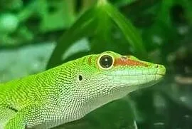 Felsuma madagaskarska