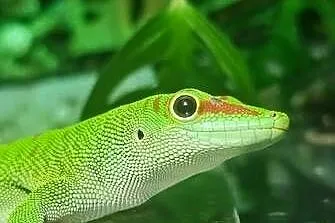 Felsuma madagaskarska