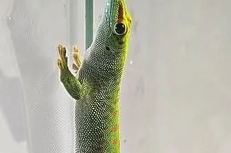 Felsuma madagaskarska, Podlaskie, Białystok