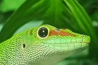 Felsuma madagaskarska, Podlaskie, Białystok