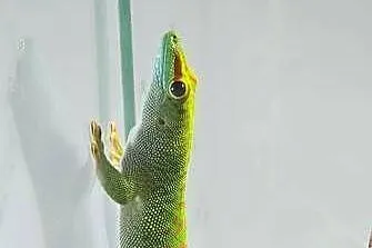 Felsuma madagaskarska, Podlaskie, Białystok