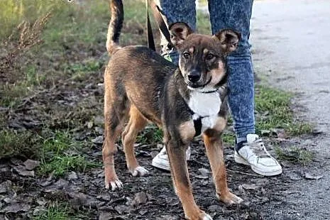 Towarzyski szczeniak Tivo szuka domu!,  dolnośląsk