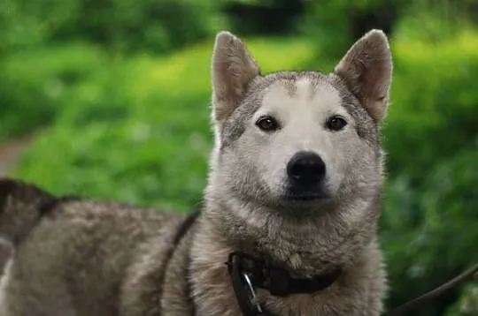 Szarka - delikatna, przyjazna suczka HUSKY ADOPCJA