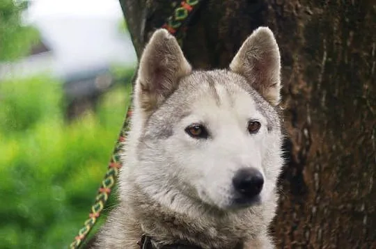 Szarka - delikatna, przyjazna suczka HUSKY ADOPCJA