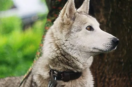Szarka - delikatna, przyjazna suczka HUSKY ADOPCJA