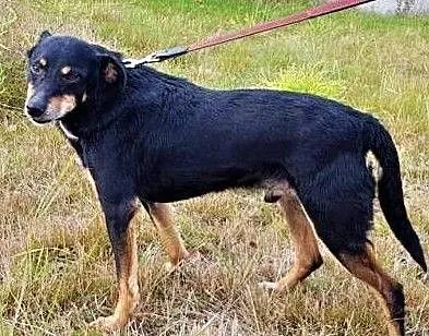 KONOPEK - kochany psiak, już kilka lat szuka domu..ADOPTUJ, Mazowieckie, Warszawa