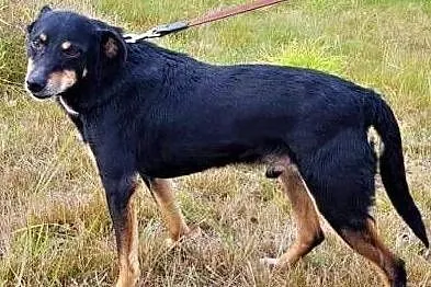 KONOPEK - kochany psiak, już kilka lat szuka domu..ADOPTUJ