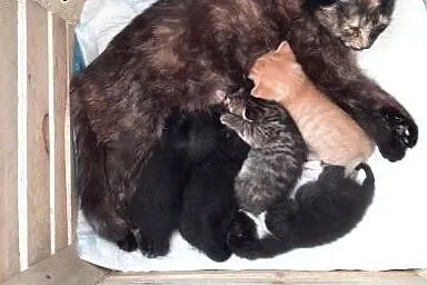 Kotki do adopcji,  lubelskie Lublin