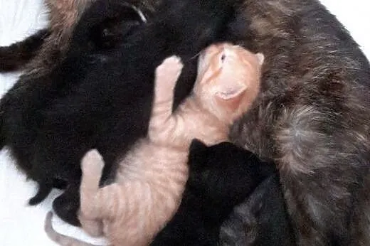 Kotki do adopcji,  lubelskie Lublin