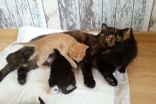 Kotki do adopcji,  lubelskie Lublin