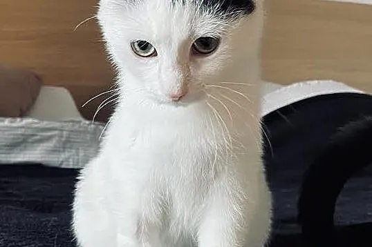 Adi