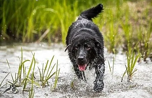 8 miesięczny szczeniak w typie labradora- do adopc