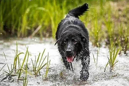 8 miesięczny szczeniak w typie labradora- do adopc