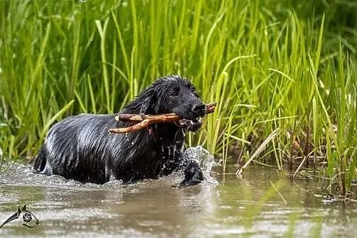8 miesięczny szczeniak w typie labradora- do adopc