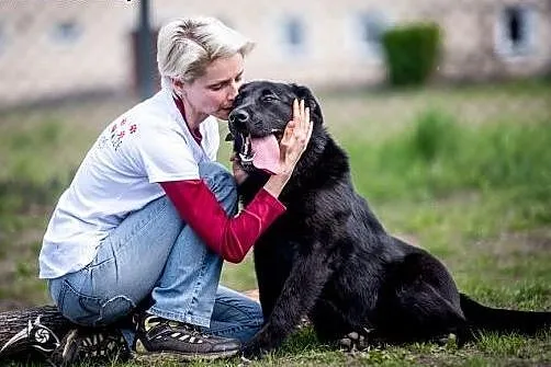 8 miesięczny szczeniak w typie labradora- do adopc